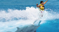 Nado con Delfines en Cozumel, Caribe Mexicano