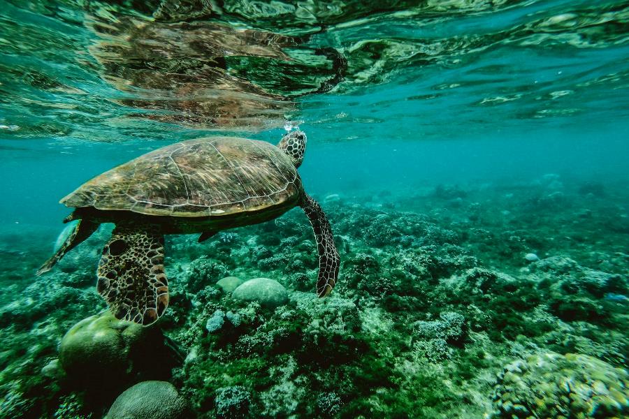 Reefs in Cancun