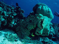 Tour de Buceo Costa Maya, Costa Maya