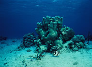 Tour de Buceo Costa Maya, Costa Maya