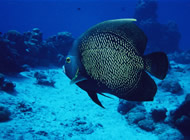 Tour de Buceo Costa Maya, Costa Maya