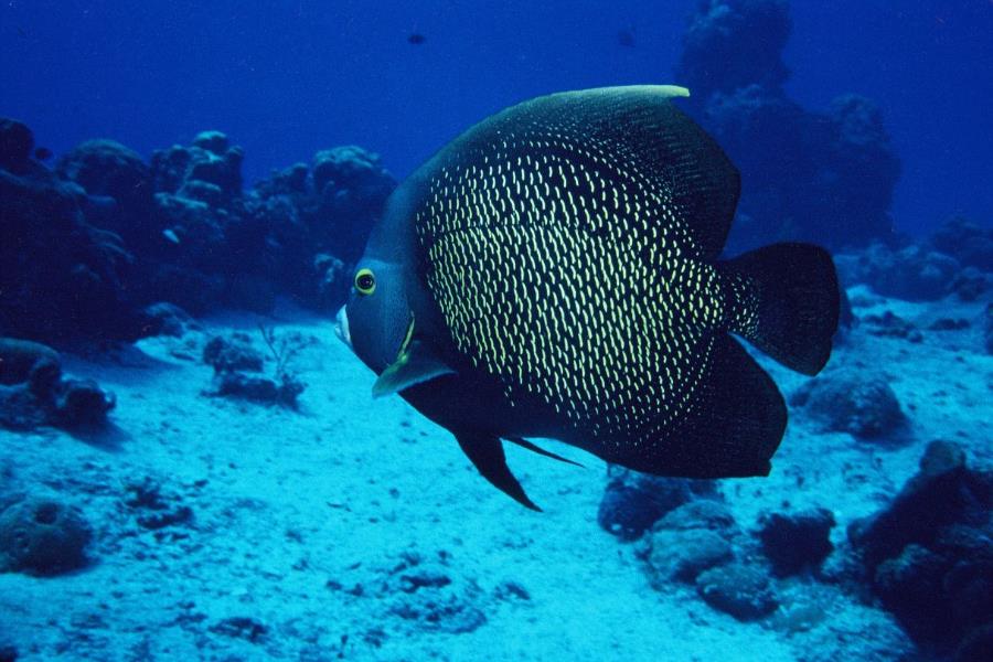 Chinchorro Reef, Costa Maya