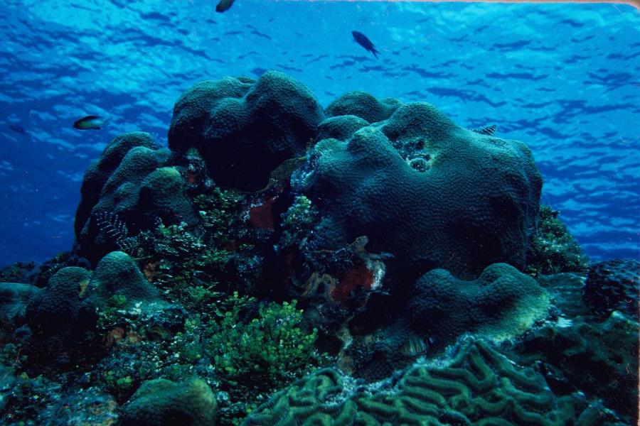 Chinchorro Reef, Costa Maya