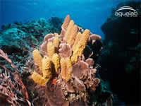 Aqua World Cozumel, Mexican Caribbean