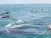 Nado con Tiburon Ballena desde Playa del Carmen, Caribe Mexicano