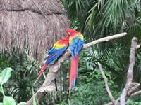 Xaman Ha Aviary, Playa del Carmen