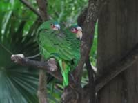 Xaman Ha Aviary, Playa del Carmen