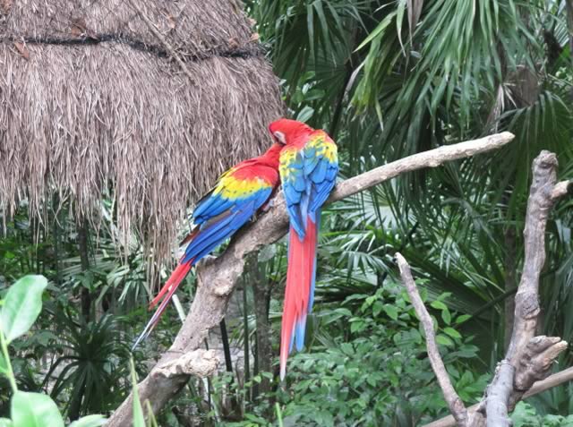 xaman ha aviary playa del carmen