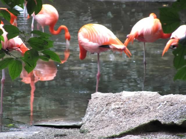 aviary playa del carmen