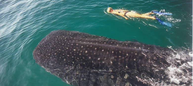 Nado con Tiburón Ballena, Playa del Carmen