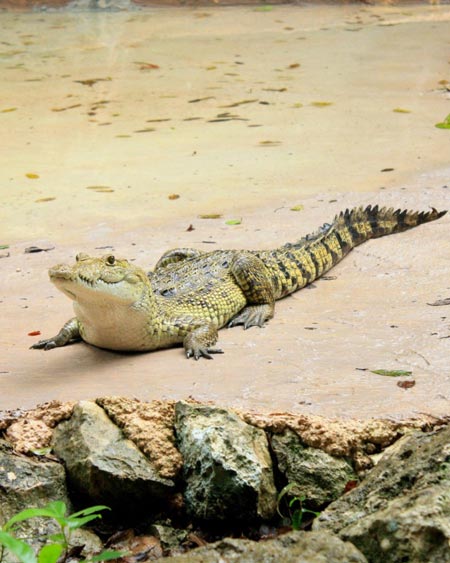 Aktun Chen, Mexican Caribbean