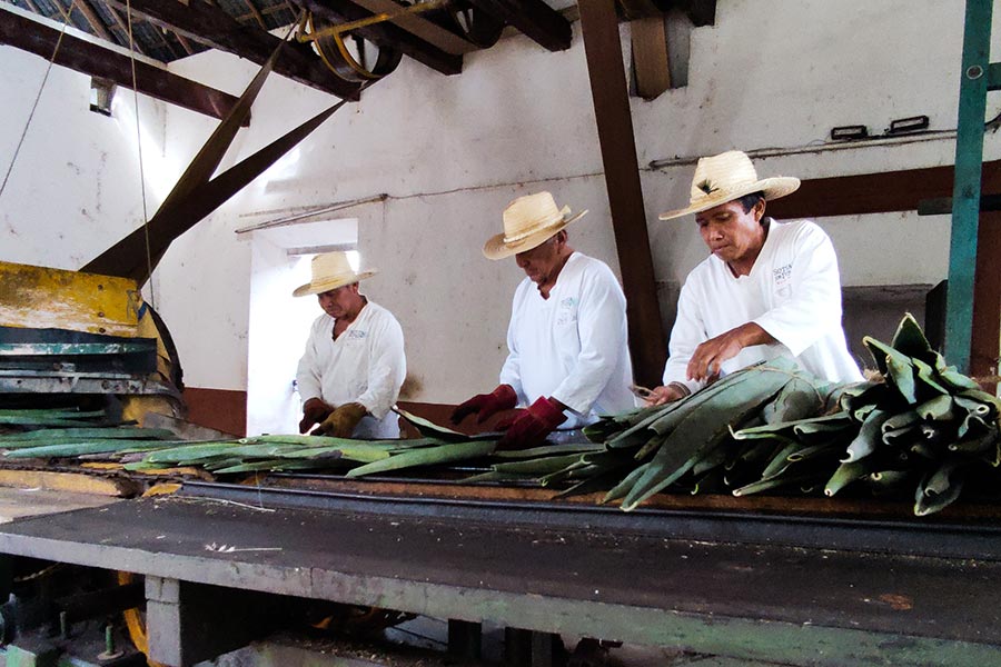 Tour Hacienda Sotuta de Peon, Merida Yucatan