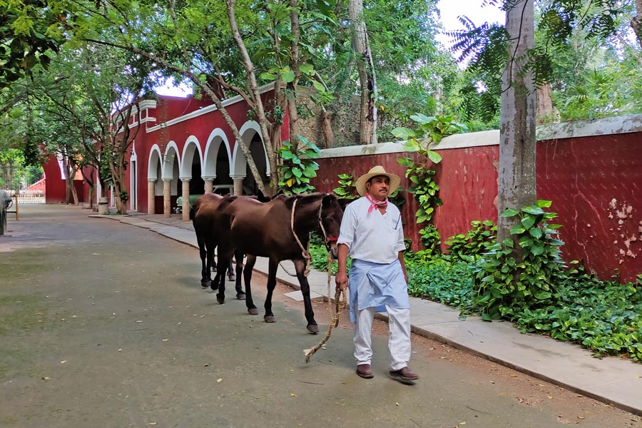 Tour Hacienda Sotuta de Peon, Merida Yucatan